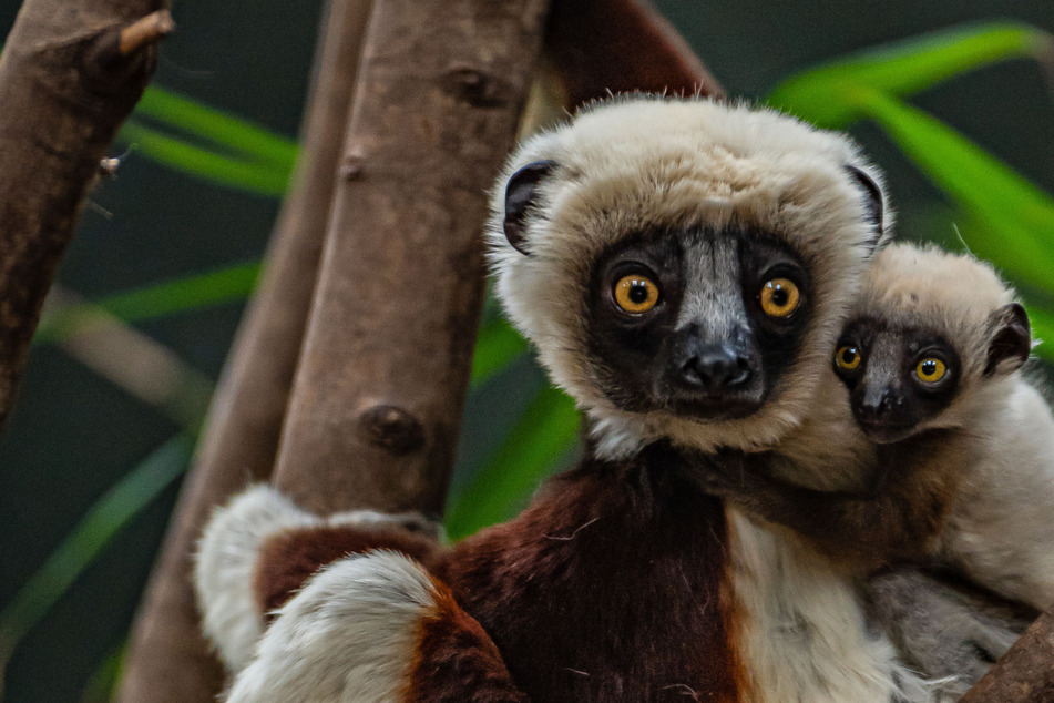 Es sind nicht mehr viele "tanzende Lemuren" übrig.
