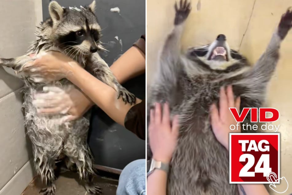 This Seoul superstar raccoon is absolutely living the dream in this viral TikTok!