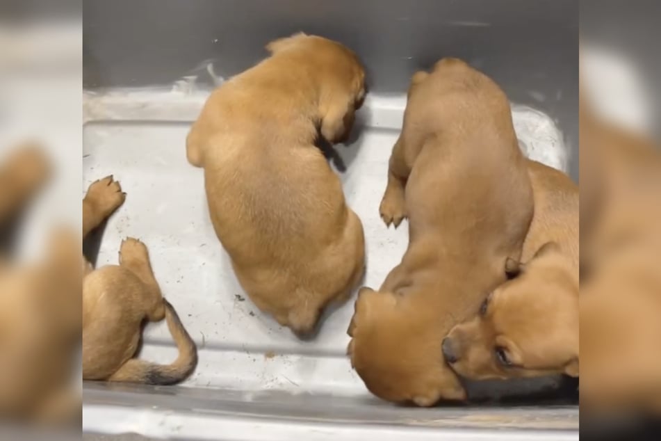 Beinahe wäre diese Box aus Plastik das Ende der Tiere gewesen.