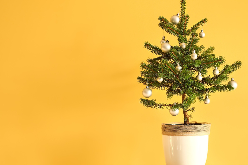 Will man eine Tanne nach dem Fest nicht entsorgen, kann man einen Weihnachtsbaum im Topf kaufen.