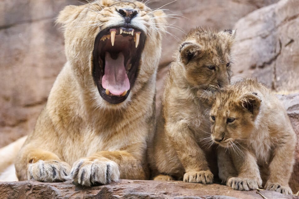 Löwenbaby nach wenigen Tagen verschwunden: Zoo hat schockierenden Verdacht