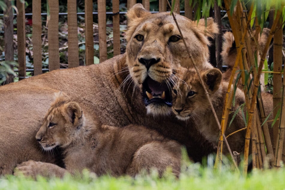 Der Kölner Zoo geriet nach dem traurigen Fall rund um zwei eingeschläferte Löwenbabys etwas in Erklärungsnot. (Symbolbild)