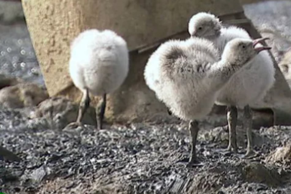 Tote Babys in Zoo-Gehege? "Das geht einfach schnell!"