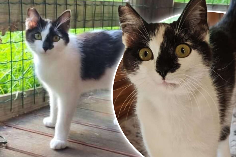 Kleiner Kater mit ganz großem Herzen: Piri-Piri sehnt sich nach einem Zuhause