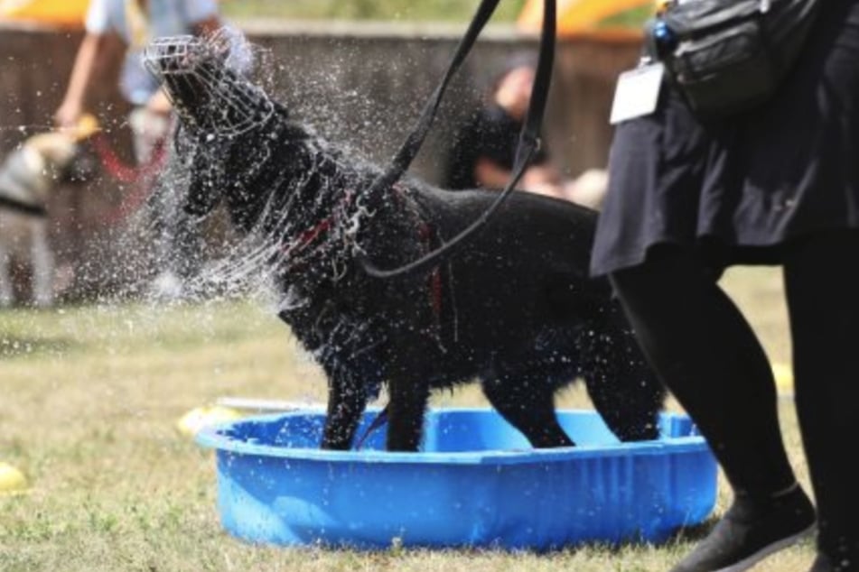 Zu baden mag die elfjährige Hündin besonders.