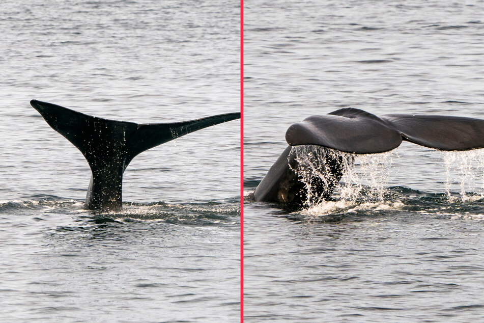 North Atlantic right whales are extremely rare.