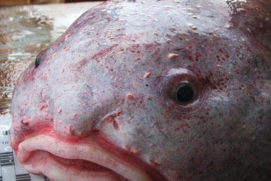The blobfish changes its form above water, becoming the ugliest animal in the world.
