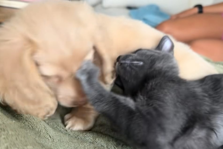 Voll auf die Schnauze: Am Ende verhalten sich Hund und Katze doch so, wie man es erwarten würde ...