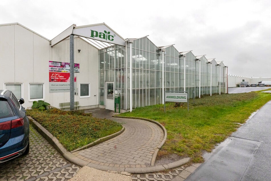 Das Unternehmen Elsner Pac hat seine Wurzeln in Dresden-Tolkewitz. Es genießt wegen seiner Erfolge in der Pelargonien-Zucht Weltruhm.