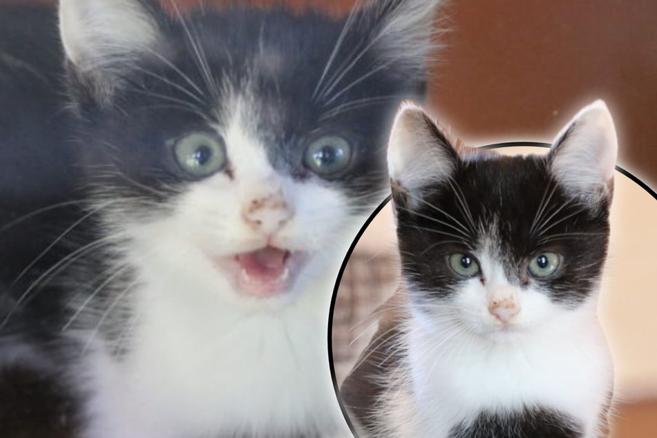 El travieso gatito Johnny busca urgentemente un hogar.