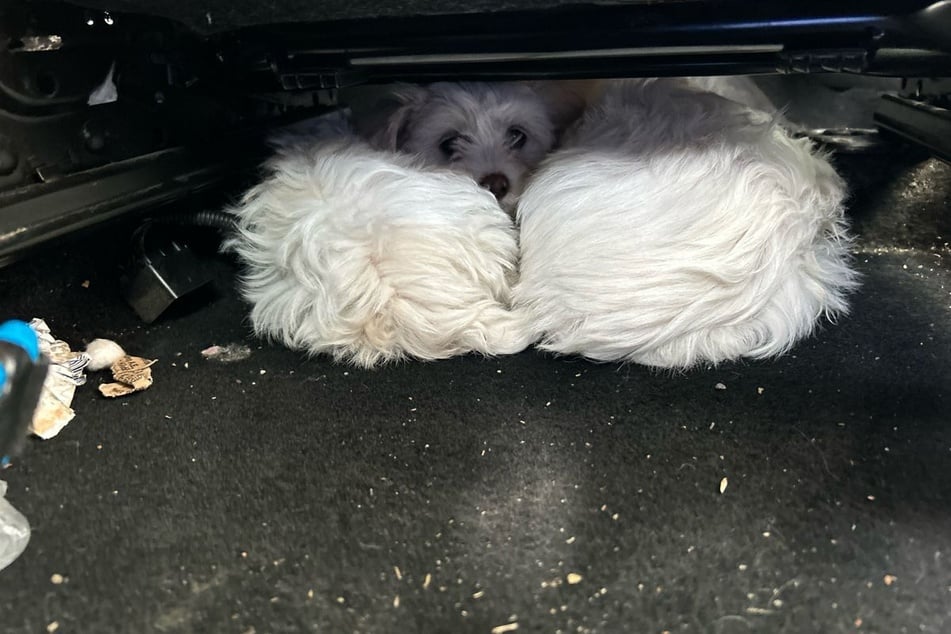 Die beiden Malteser-Welpen kauerten unter dem Beifahrersitz des Transporters.