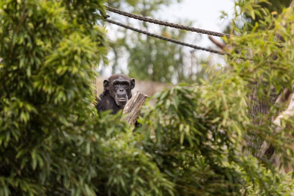 Die zwei Schimpansendamen verstecken sich vor den Pflegern. (Archivfoto)