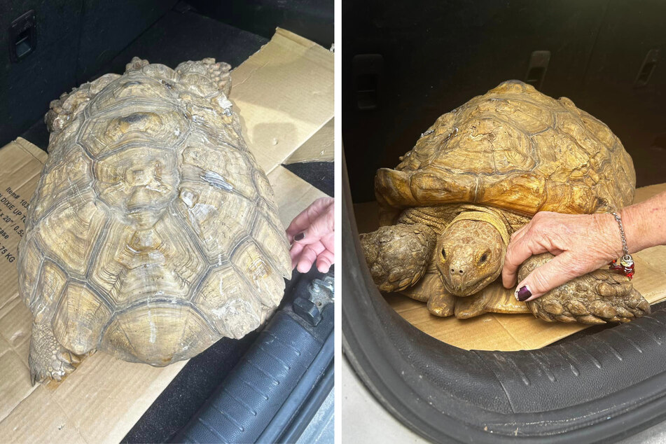 Tortoise missing for years gets spotted in "truly unbelievable story"