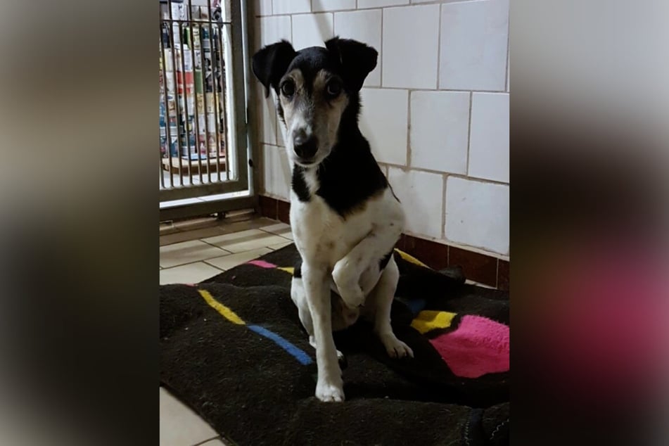 Terrier Idefix (14) benötigt einen hundeerfahrenen Besitzer.