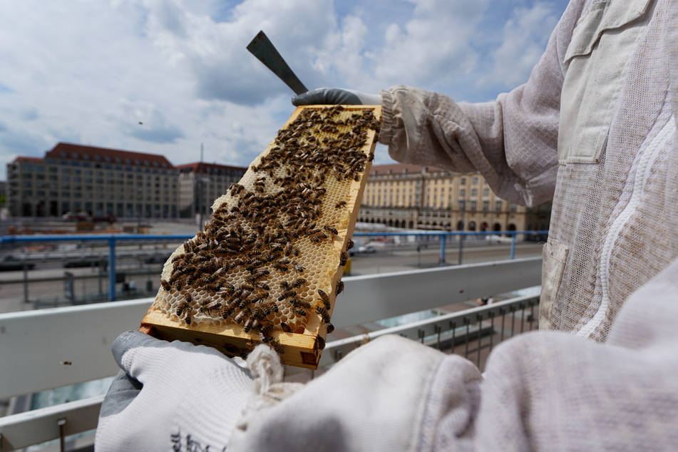 Stadtimker Heinzig zeigt Honigbienen auf dem Kulturpalast in Dresden. Ein Volk der zu den Nutztieren gezählten Insekten hat im Sommer rund 40.000 Tiere.