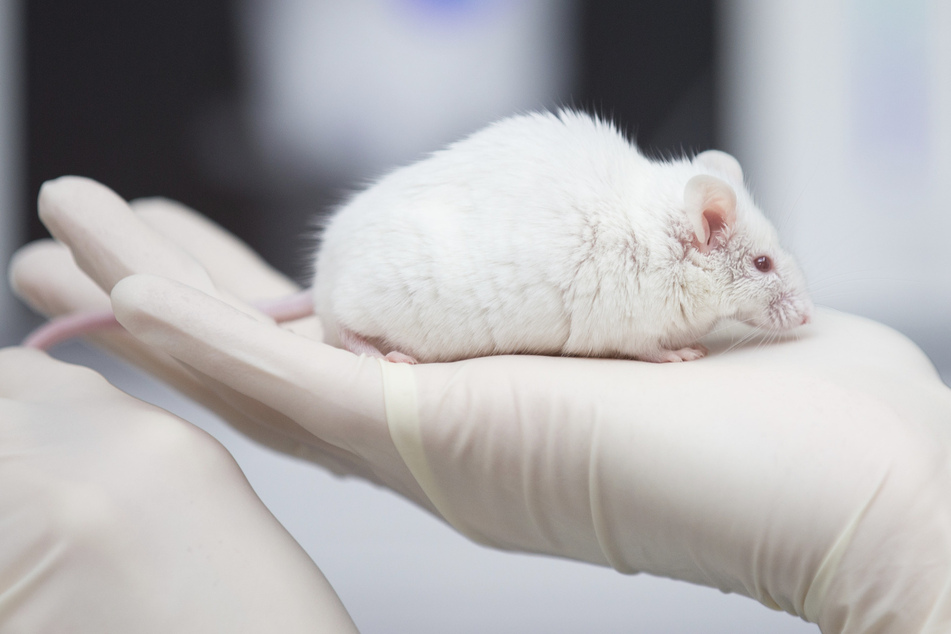 35 Millionen Euro Steuergeld für Tierversuche? Geplantes Labor sorgt für Wirbel