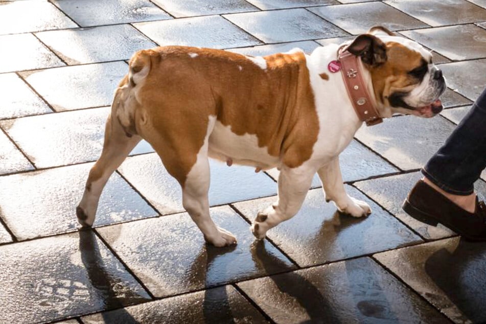 Ausgebüxte Bulldogge greift an: Seniorin verletzt, kleiner Hund tot