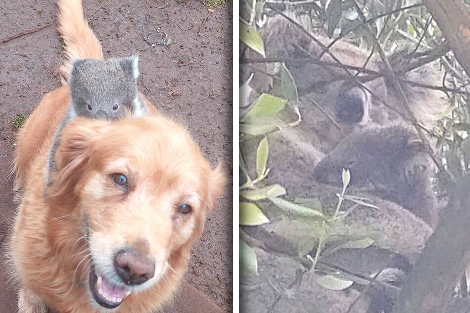 Wie ein echter Jockey: Der Baby-Koala reitet professionell auf der Golden-Retriever-Dame. Wenig später sitzt der Kleine wieder im Baum bei seiner Mutter.