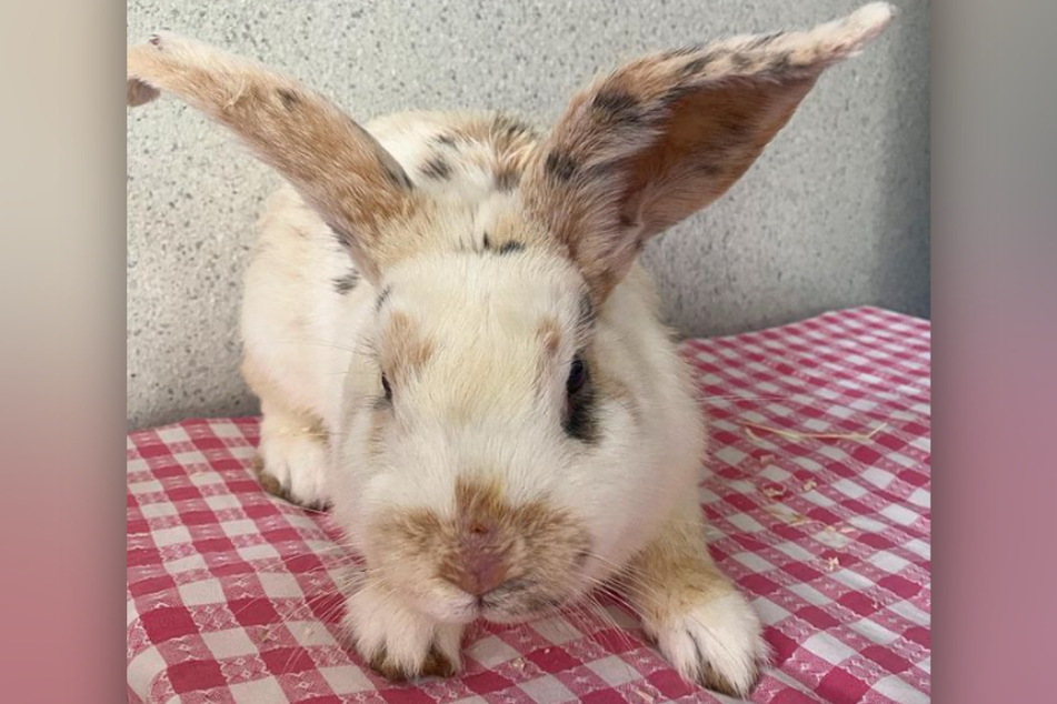 Das Tierheim Bergheim hat einen neuen Patienten: Kaninchen Karlchen.