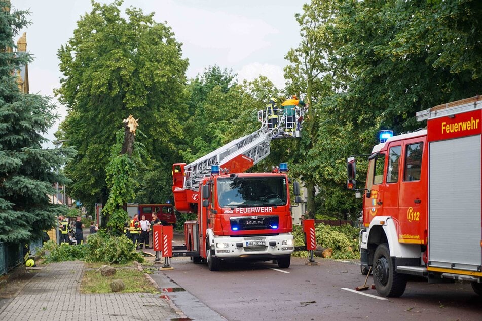 Im Südlichen Anhalt schlug ein Blitz in einen Baum ein.