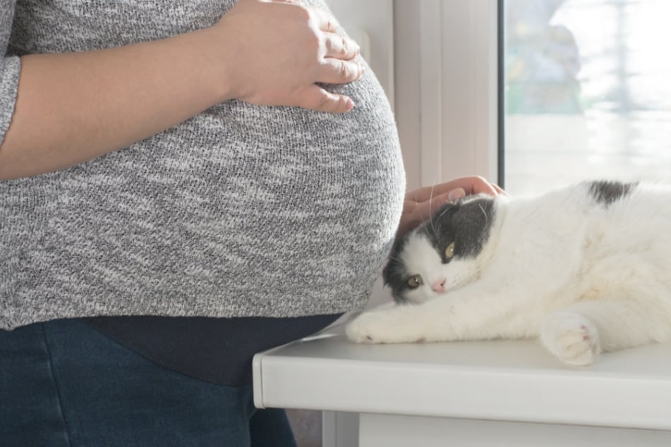 Katzen können eine Schwangerschaft schon frühzeitig spüren.