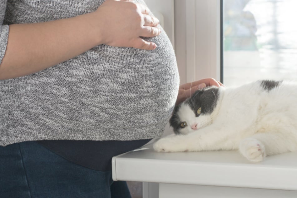 can-cats-sense-pregnancy-a-cat-guide-to-human-pregnancy