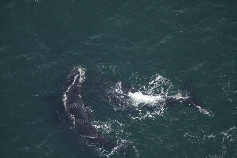 One of the leading causes of death among North Atlantic right whales is vehicle collisions.