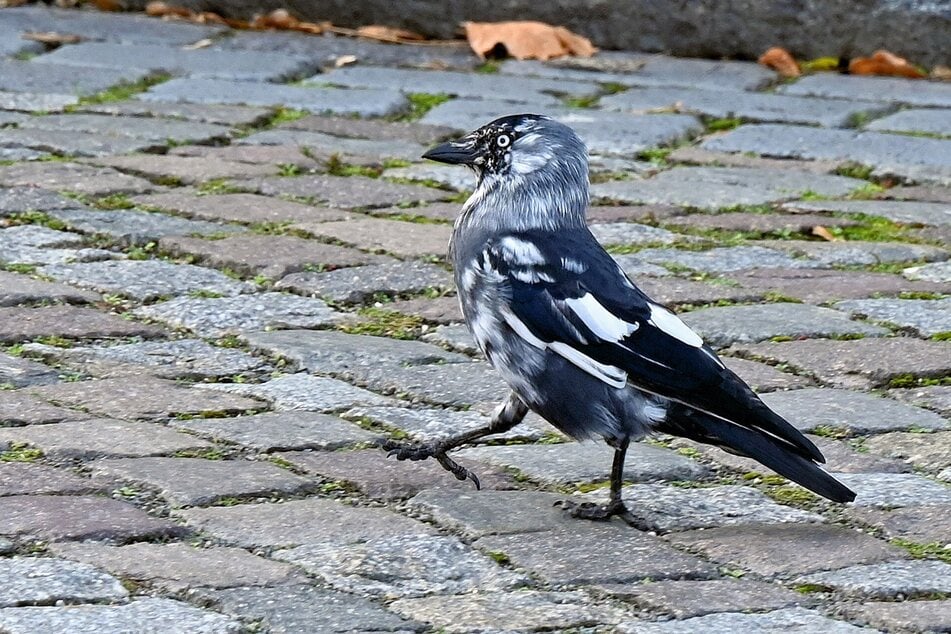 Immer wieder zieht die Dohle die Blicke der Passanten auf sich.