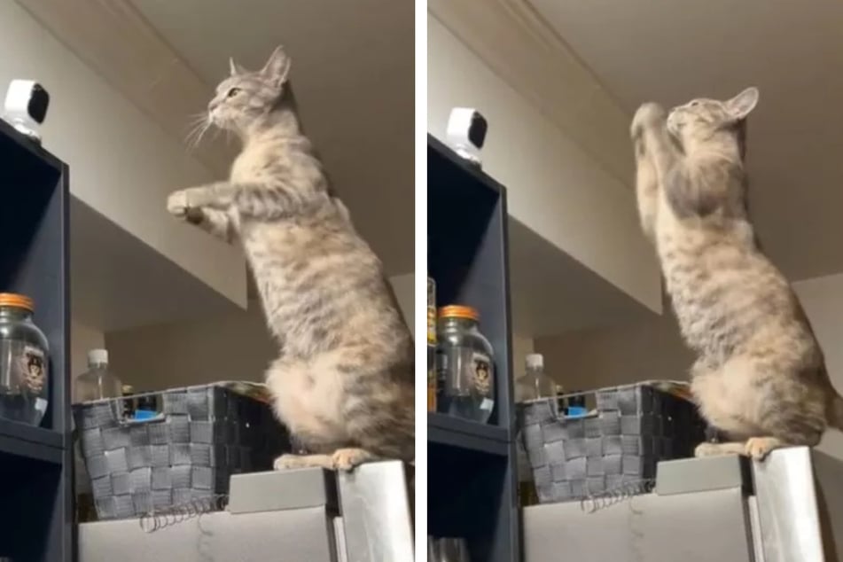 Wollte Alyssas Katze ganz gezielt "Hallo" in Richtung Kamera sagen?