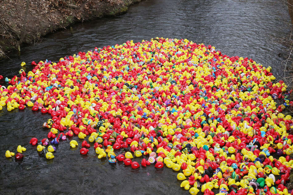 29. Entenrennen in Erfurt: So viele Enten gingen an den Start