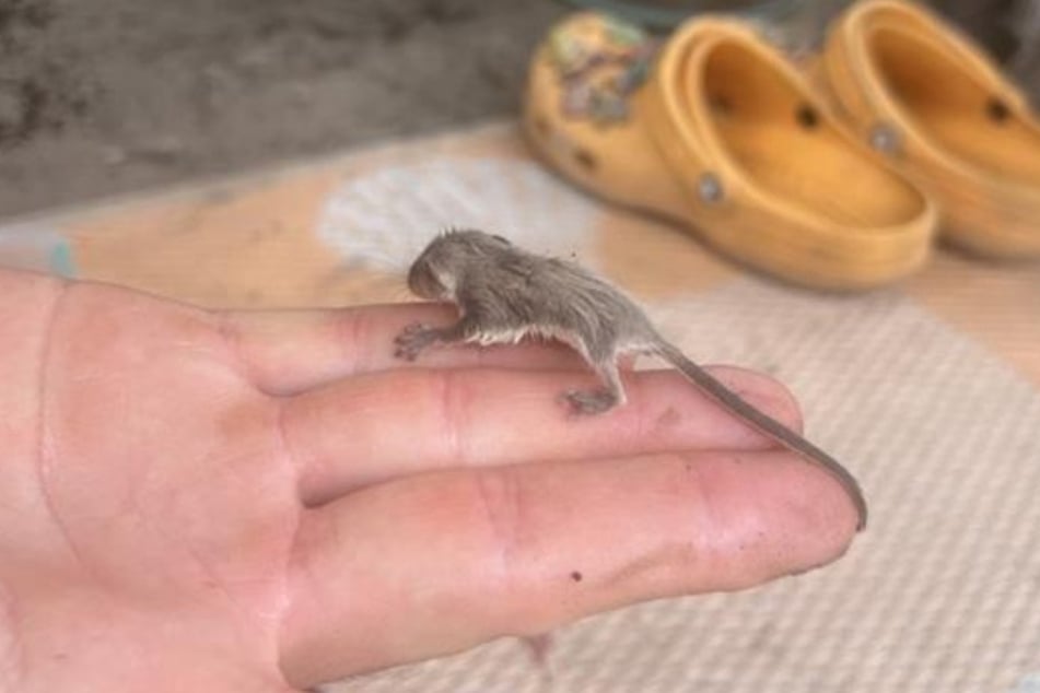 Bei dem Wesen handelte es sich um ein äußerst seltenes Gleithörnchenbeutler-Baby.