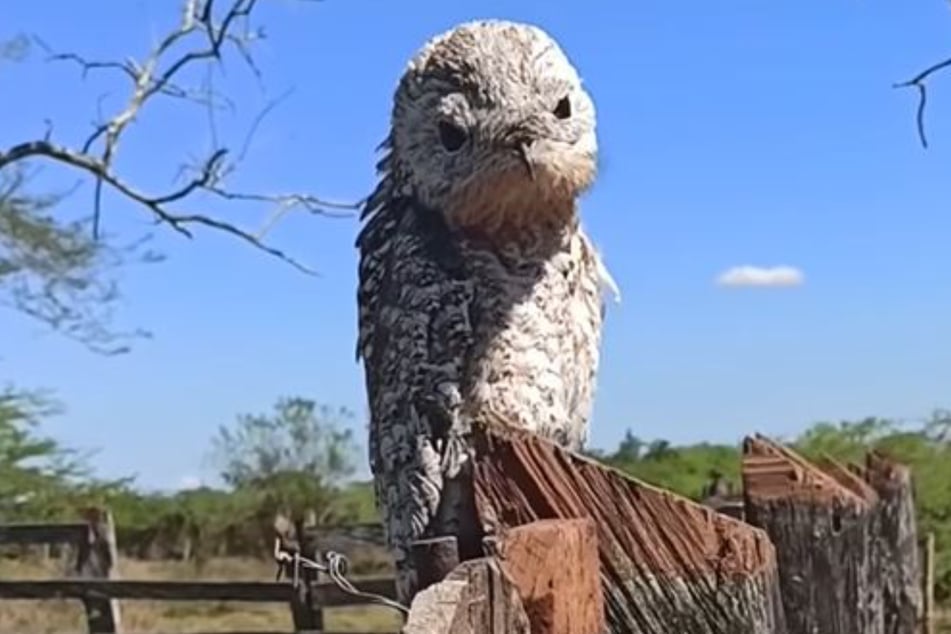 The "ghost bird" looks scarier than it actually is.