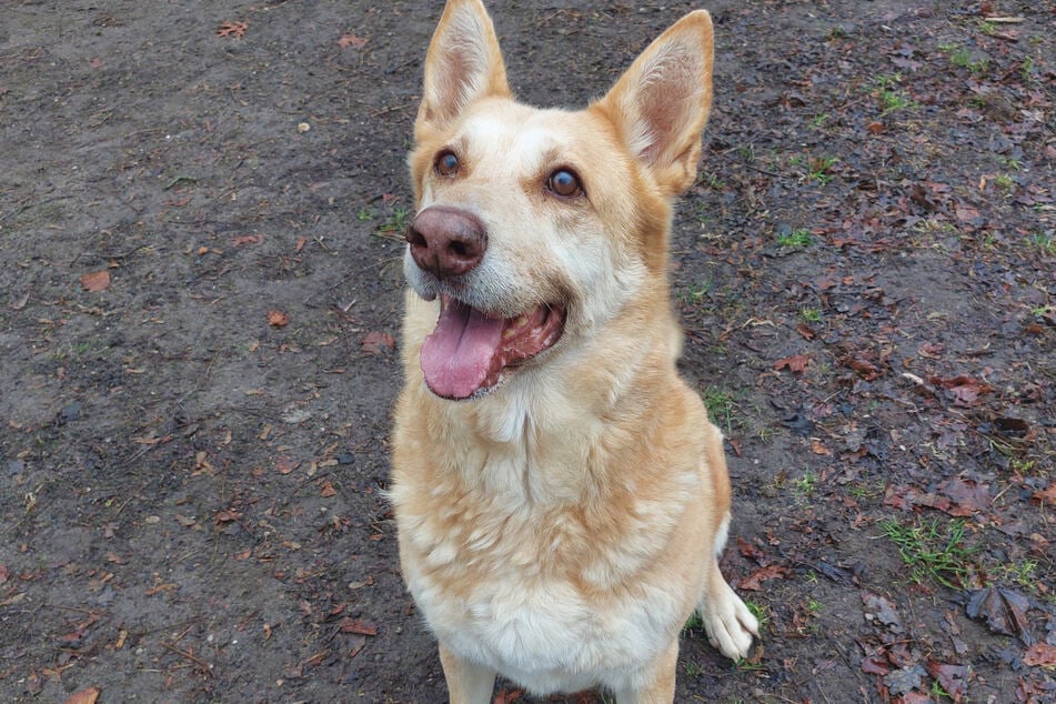 Schäferhund-Mix Tita wartet seit Anfang März 2026 im Hamburger Franziskus-Tierheim auf ein neues Zuhause.
