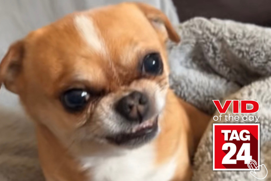 This handsome and mighty dog named Cash isn't afraid to show off his shiny chompers in today's Viral Video of the Day!