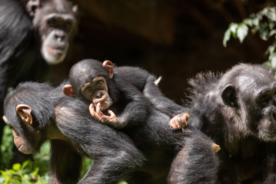 Niedersachsen: Schimpansen-Mutter Vakanga trägt ihr Jungtier Mschangao durch ihr Gehege im Zoo Osnabrück.