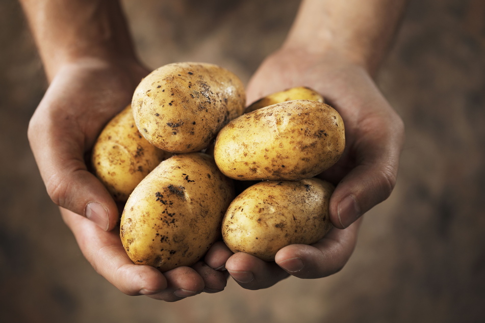 Palitzsch setzte sich auch für den Anbau der Kartoffel im Elbtal ein.