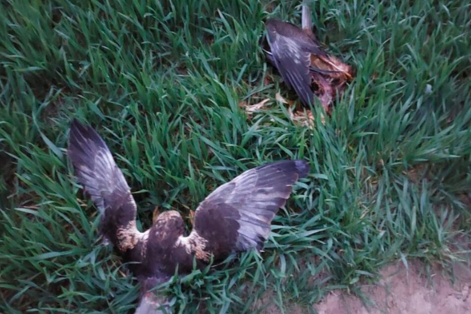 Das Foto zeigt tote Rotweihen, die ebenfalls vergiftet worden sein sollen. (Unbekanntes Aufnahmedatum)
