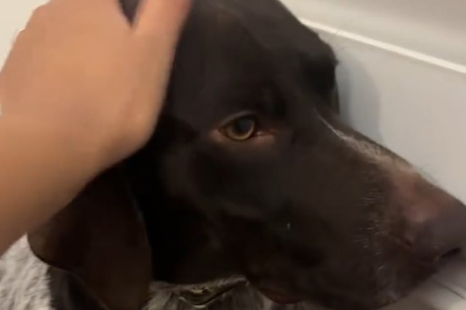 The dog continued to give his owners the silent treatment – until they busted out the treats.