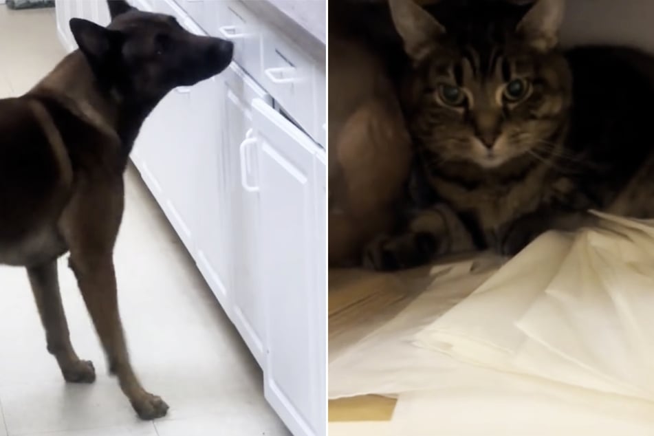 Dank des fünfjährigen Schäferhundes hat Turbos Versteckspiel nun endlich ein Ende.