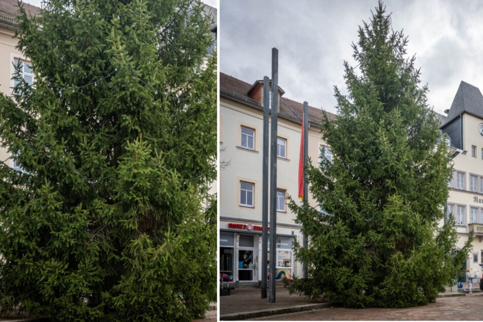 Wer hat den Größten? Startschuss für Weihnachtsbaum-Contest