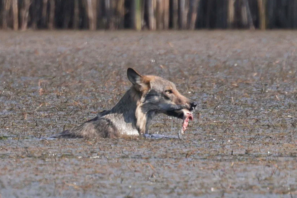 Dieser Wolf hat in einem Teich bei Königswartha das "Fischen" gelernt.