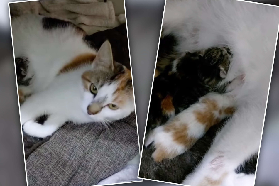 Katze Lillifee brachte in der Nacht zu Dienstag drei kleine Kitten zur Welt.