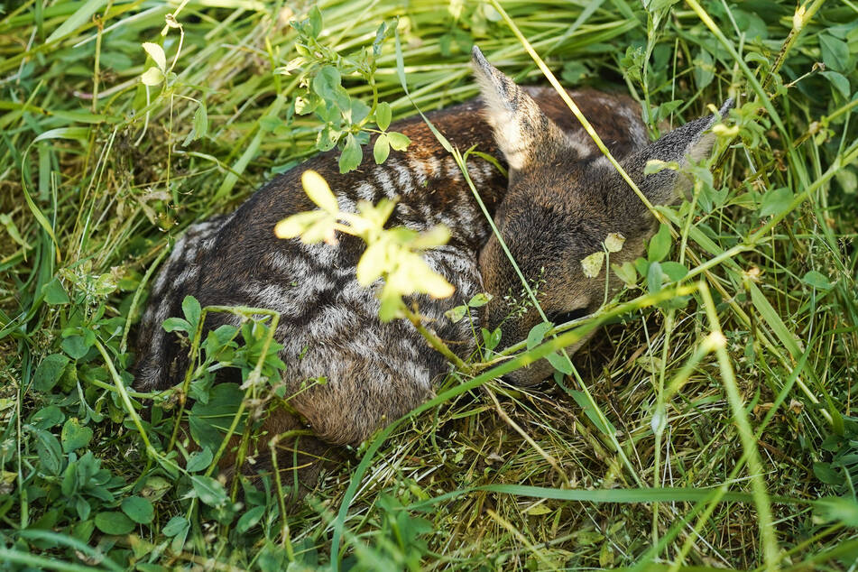 Ein Rehkitz versteckt sich im hohen Gras. Im Allgäu sind mehrere Tiere einem Landwirt zum Opfer gefallen, der seiner Pflicht nicht nachkam. (Symbolbild)