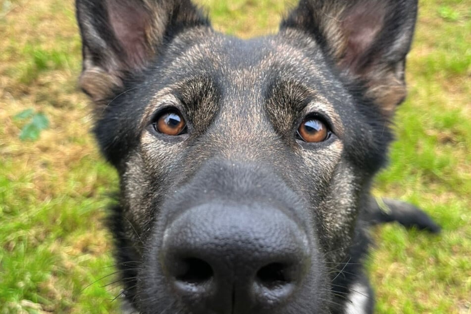 Buffy macht große Augen, wenn jemand das Wort "Walk" (Spaziergang) zu ihm sagt.