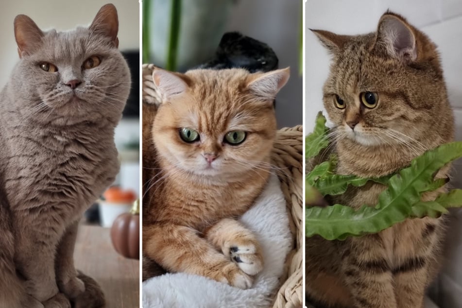 Melli (9), Rosie (2) und Lotti (1) kamen in den Flammen ums Leben.