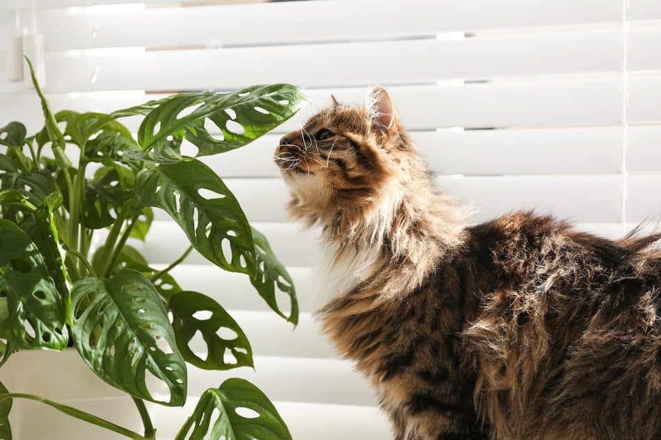 Die Monstera ist als Zimmerpflanze sehr beliebt, für Katzen jedoch giftig.