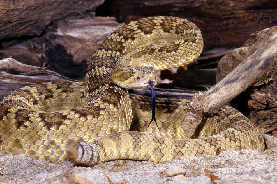 The Mojave rattlesnake is the most dangerous snake in the US due to its deadly venom.