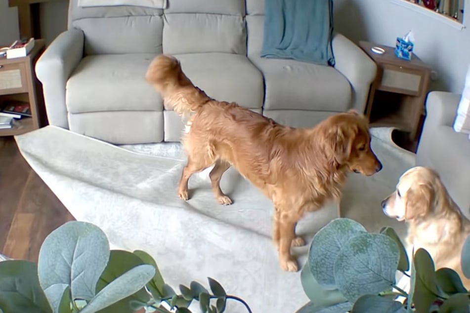 Golden Retriever bringt Teppich durcheinander: Reaktion seines Artgenossen lässt Lachtränen fließen