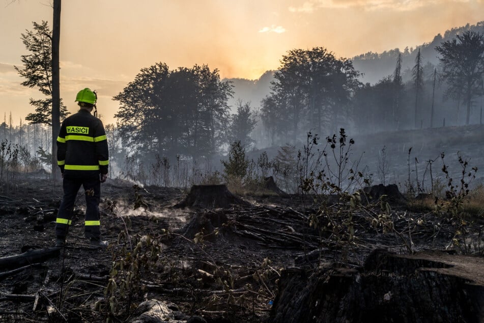 Was vom Inferno übrig blieb: 1300 Hektar Wald waren vergangenen Sommer im Nationalpark verwüstet worden.