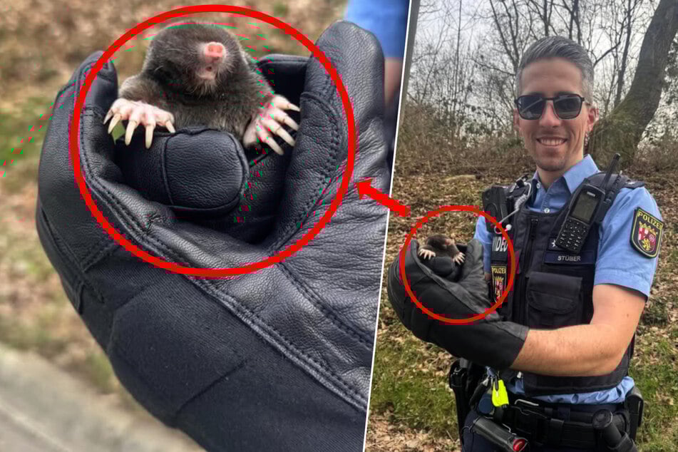 Polizist Moritz brachte den Maulwurf vorsichtig zum nächsten Maulwurfshügel, wo sich der kleine Kerl sofort wieder eingrub.